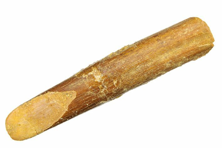 Fossil Sauropod Dinosaur (Rebbachisaurus) Tooth - Morocco #297395